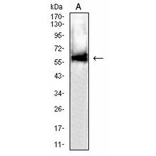 DLL3 Mouse Monoclonal Antibody(C2668)