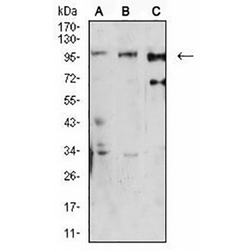 Dynamin 2 Mouse Monoclonal Antibody(C2671)