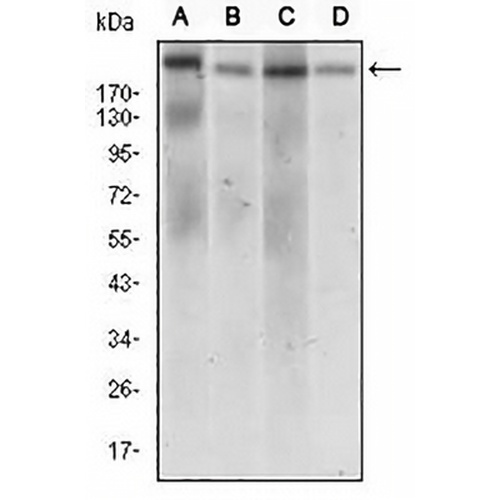 DNMT1 Mouse Monoclonal Antibody(C2672)