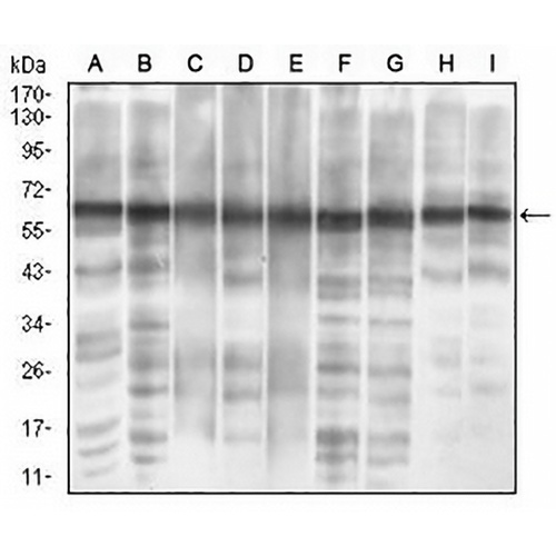 eIF2 alpha Mouse Monoclonal Antibody(C2677)