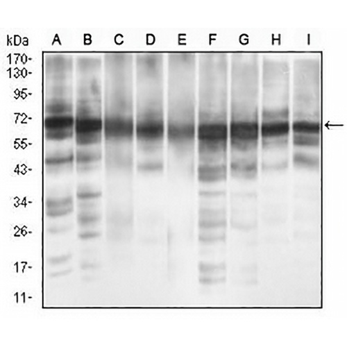 eIF2 alpha Mouse Monoclonal Antibody(C2678)