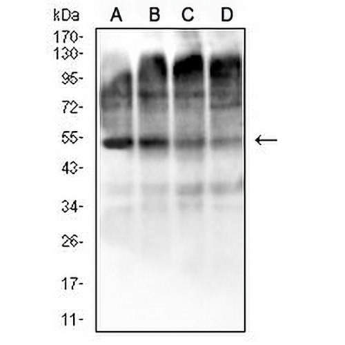 EIF2B3 Mouse Monoclonal Antibody(C2680)
