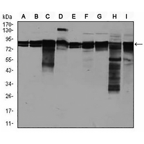 EIF4B Mouse Monoclonal Antibody(C2681)