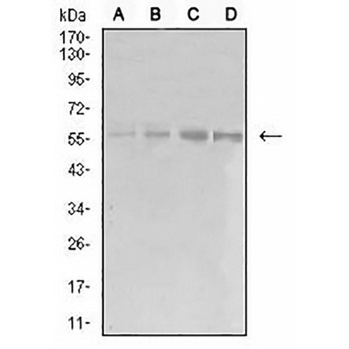 EIF5 Mouse Monoclonal Antibody(C2682)