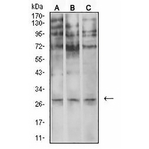 Neutrophil Elastase Mouse Monoclonal Antibody(C2684)