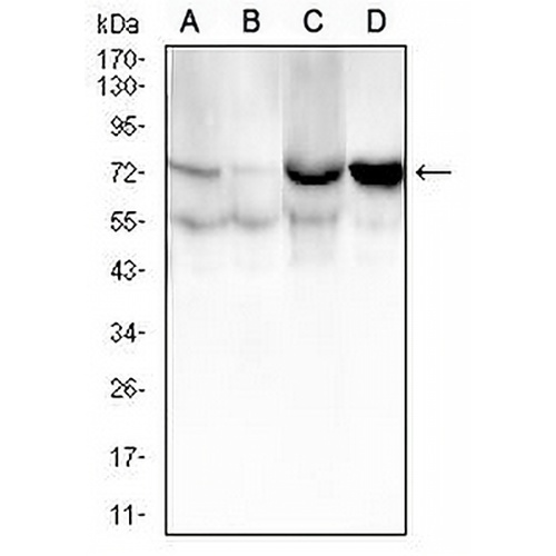 CD105 Mouse Monoclonal Antibody(C2685)