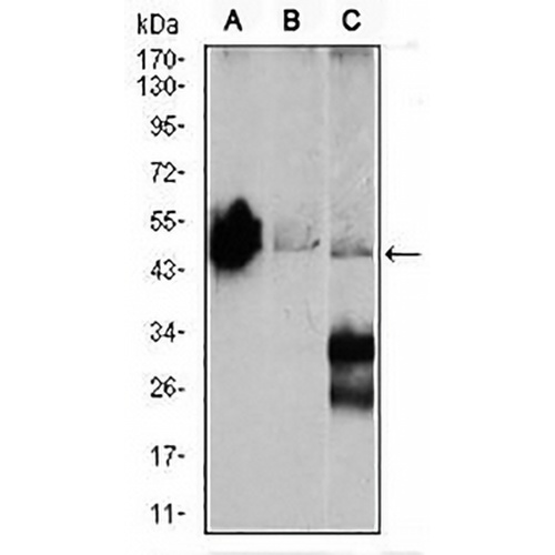 Gamma-enolase Mouse Monoclonal Antibody(C2686)