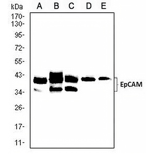 CD326 Mouse Monoclonal Antibody(C2688)