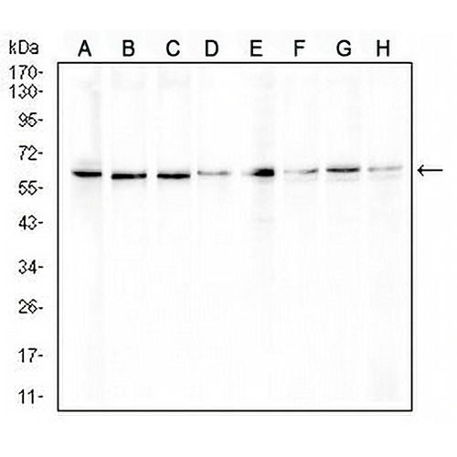 ERCC1 Mouse Monoclonal Antibody(C2691)