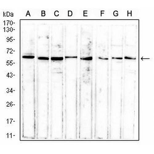 ERCC1 Mouse Monoclonal Antibody(C2692)