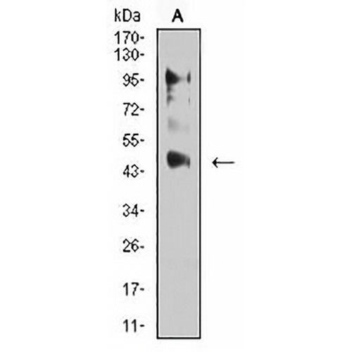 ERR alpha Mouse Monoclonal Antibody(C2694)