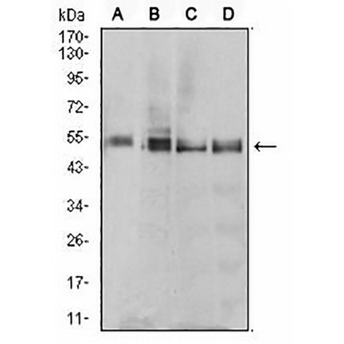 eTF1 Mouse Monoclonal Antibody(C2695)