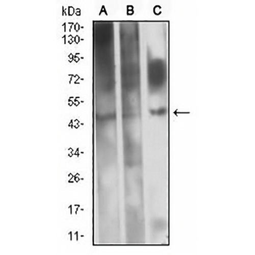CD361 Mouse Monoclonal Antibody(C2697)