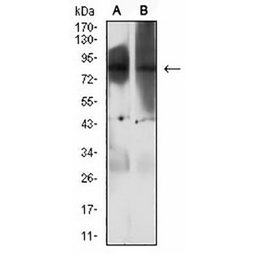 EZH1 Mouse Monoclonal Antibody(C2698)