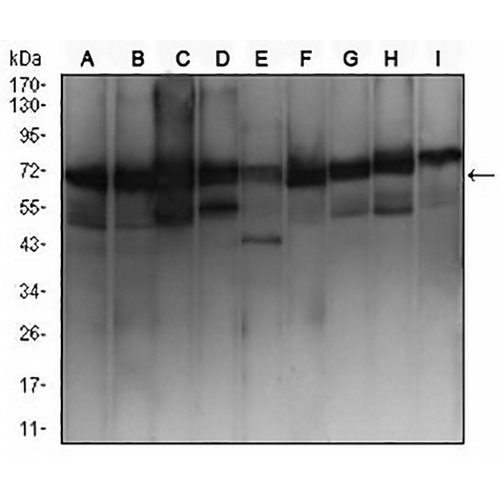 Ezrin Mouse Monoclonal Antibody(C2699)