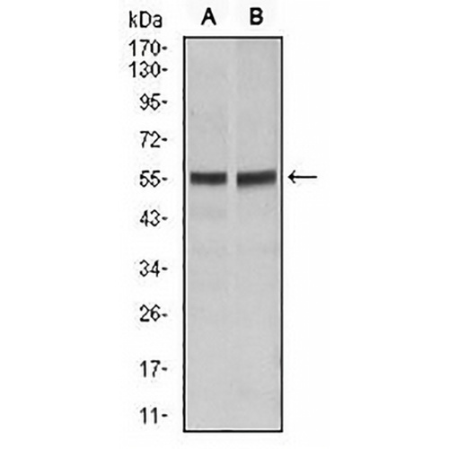 CD95 Mouse Monoclonal Antibody(C2700)