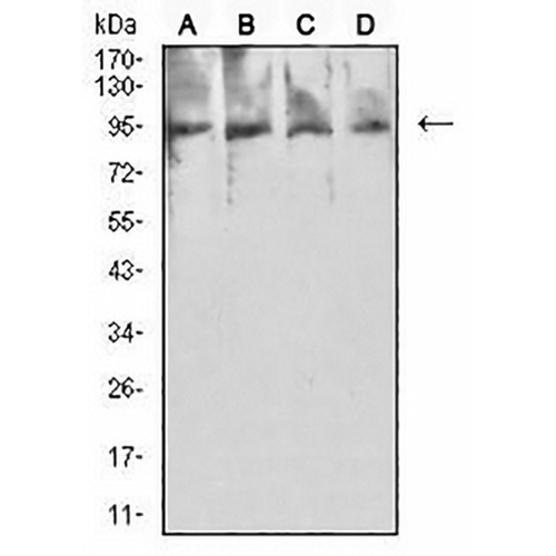 PSMA Mouse Monoclonal Antibody(C2703)