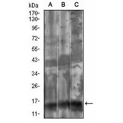 FSH beta Mouse Monoclonal Antibody(C2707)