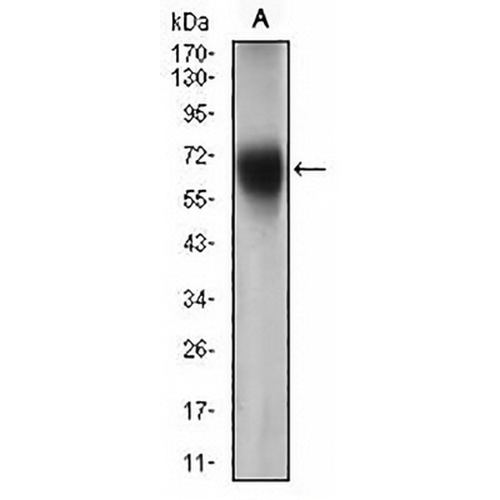 CD15 Mouse Monoclonal Antibody(C2710)
