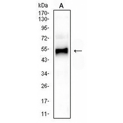 GATA3 Mouse Monoclonal Antibody(C2713)