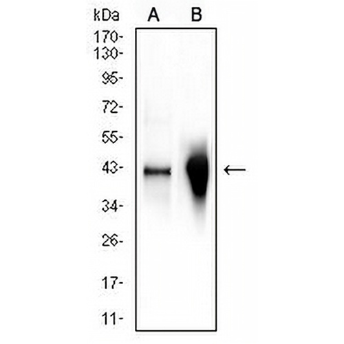 Glutamine Synthetase Mouse Monoclonal Antibody(C2715)
