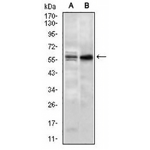 Nucleostemin Mouse Monoclonal Antibody(C2716)