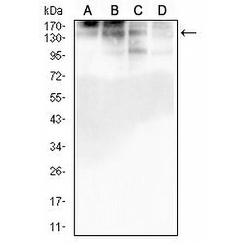 GM130 Mouse Monoclonal Antibody(C2717)