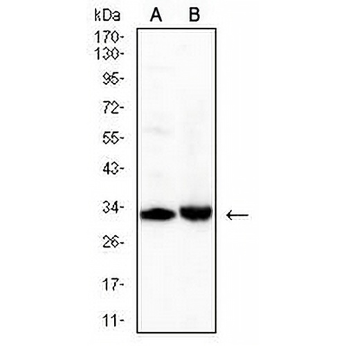 CD42a Mouse Monoclonal Antibody(C2719)