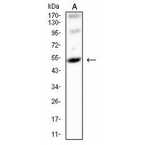 GPR83 Mouse Monoclonal Antibody(C2722)