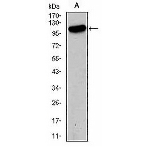 GLUR2 Mouse Monoclonal Antibody(C2723)