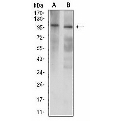 GRIK3 Mouse Monoclonal Antibody(C2724)