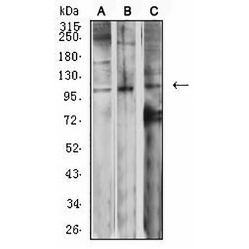 mGLUR2 Mouse Monoclonal Antibody(C2725)