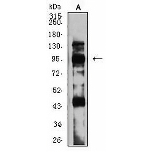 mGLUR8 Mouse Monoclonal Antibody(C2726)
