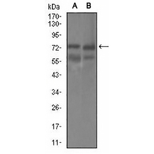 GUCY1A3 Mouse Monoclonal Antibody(C2728)