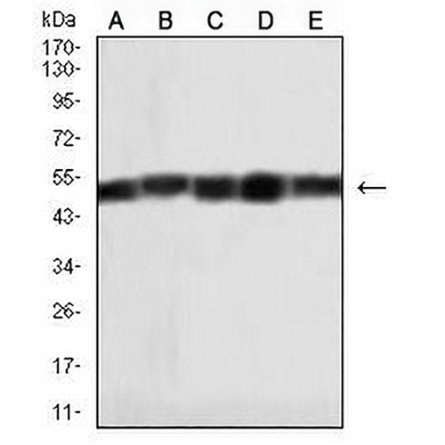 HAS1 Mouse Monoclonal Antibody(C2730)