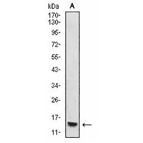 Histone H4 (MonoMethyl-K20) Mouse Monoclonal Antibody(C2737)