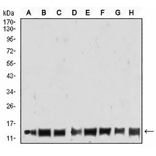 Histone H4 (TriMethyl-K20) Mouse Monoclonal Antibody(C2738)