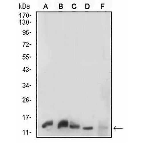 Histone H3 Mouse Monoclonal Antibody(C2739)