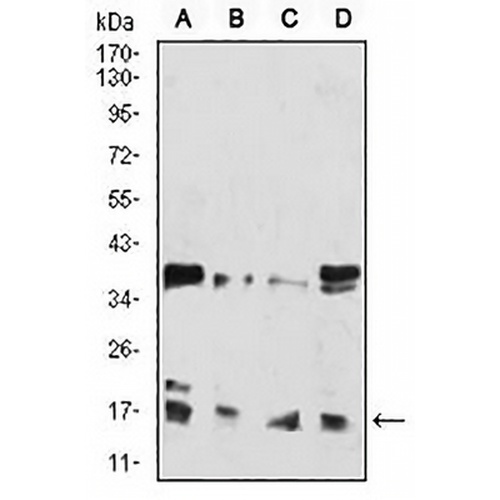 Histone H3 (Acetyl-K27) Mouse Monoclonal Antibody(C2740)