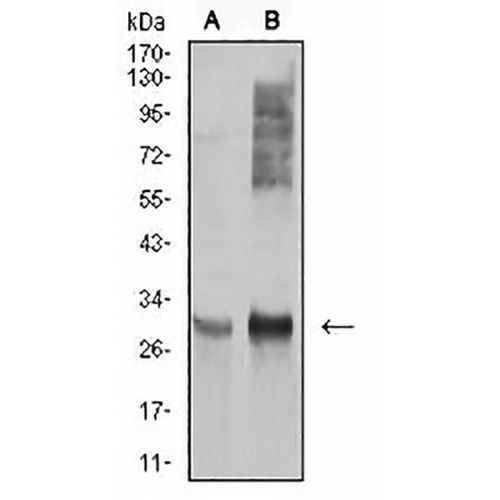 HLA-DRA Mouse Monoclonal Antibody(C2744)
