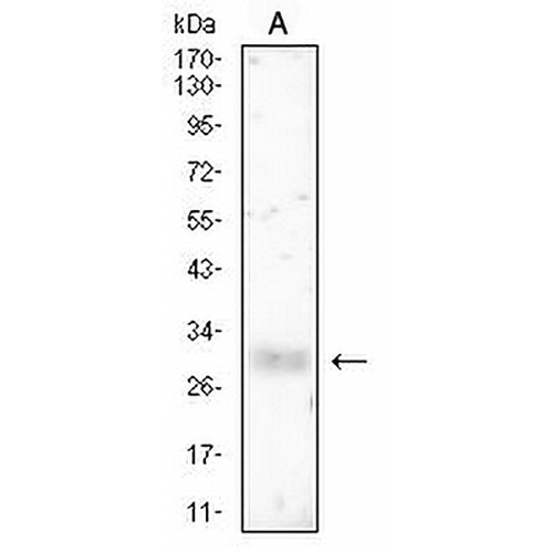 HLA-DRB1 Mouse Monoclonal Antibody(C2745)