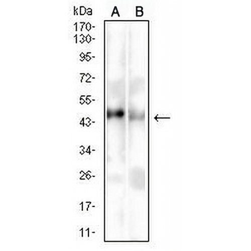 HLA-F Mouse Monoclonal Antibody(C2746)