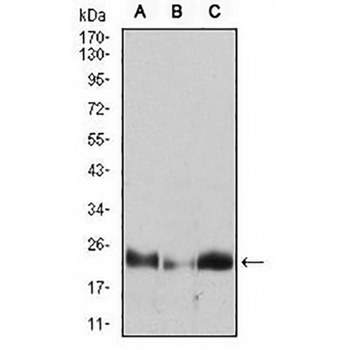 HPRT Mouse Monoclonal Antibody(C2749)