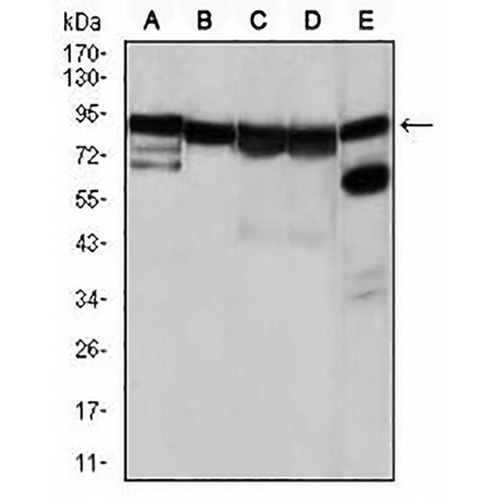 HSP90 alpha Mouse Monoclonal Antibody(C2750)