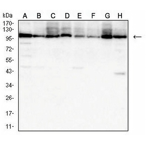 HSPA4 Mouse Monoclonal Antibody(C2751)