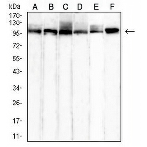 HSPA4 Mouse Monoclonal Antibody(C2752)