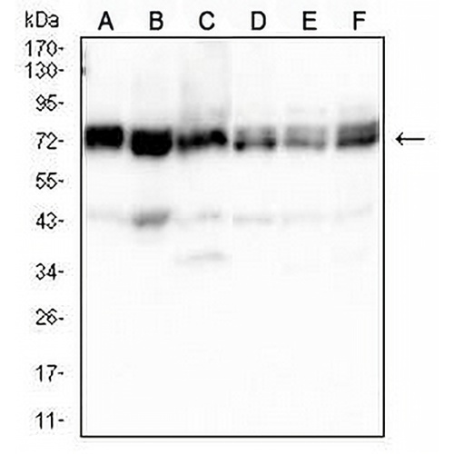 GRP75 Mouse Monoclonal Antibody(C2753)