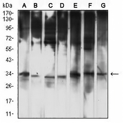 OMI Mouse Monoclonal Antibody(C2756)