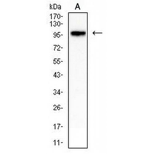 CD54 Mouse Monoclonal Antibody(C2757)