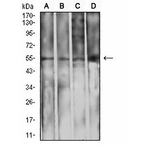 IGHA1 Mouse Monoclonal Antibody(C2763)
